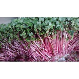 Hạt giống Rau mầm củ cải đỏ gói 50gr