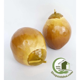 Trái dừa xiêm màu nâu - quả dừa giả cao cấp