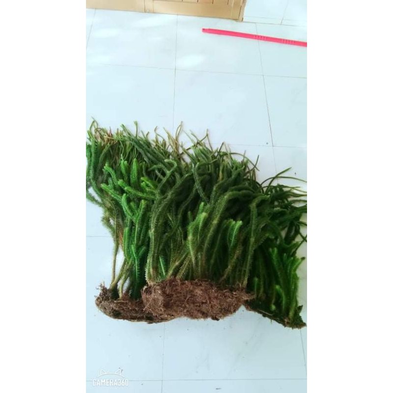 Combo râu rồng