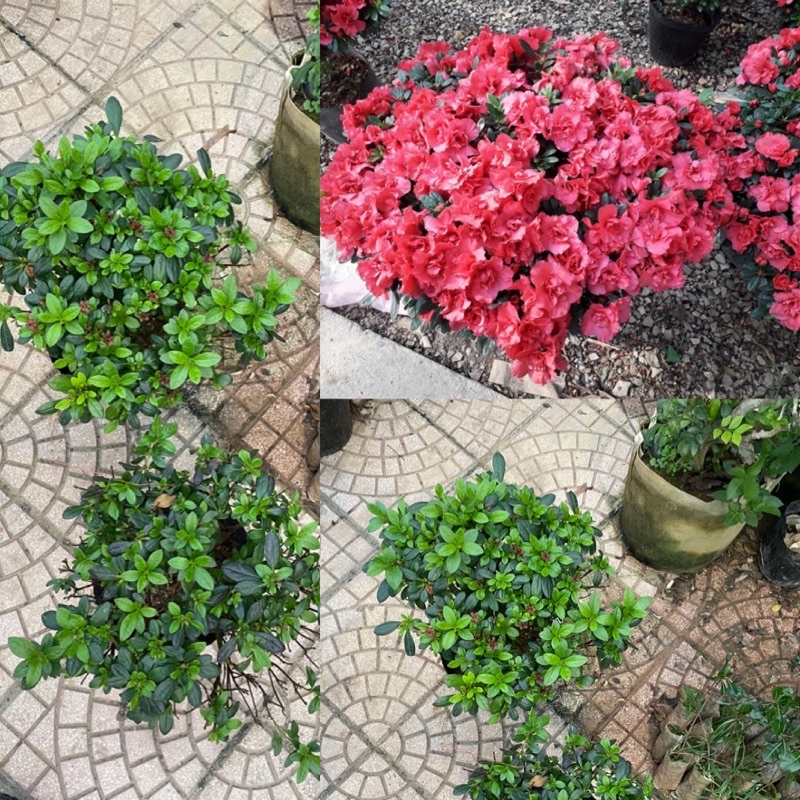 Cây hoa đỗ quyên kép Ngagarden