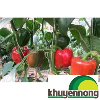 20 hạt giống ớt chuông đỏ