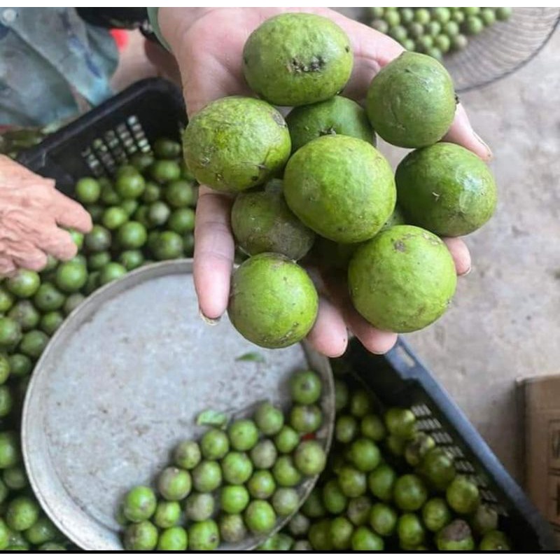 SẤU QUẢ MIỀN BẮC NGUYÊN QUẢ ĐÃ BẢO QUẢN ĐÔNG LẠNH BỊCH 500GR