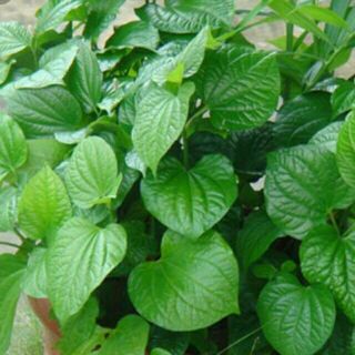 Cây giống lá lốt (có bầu đất)