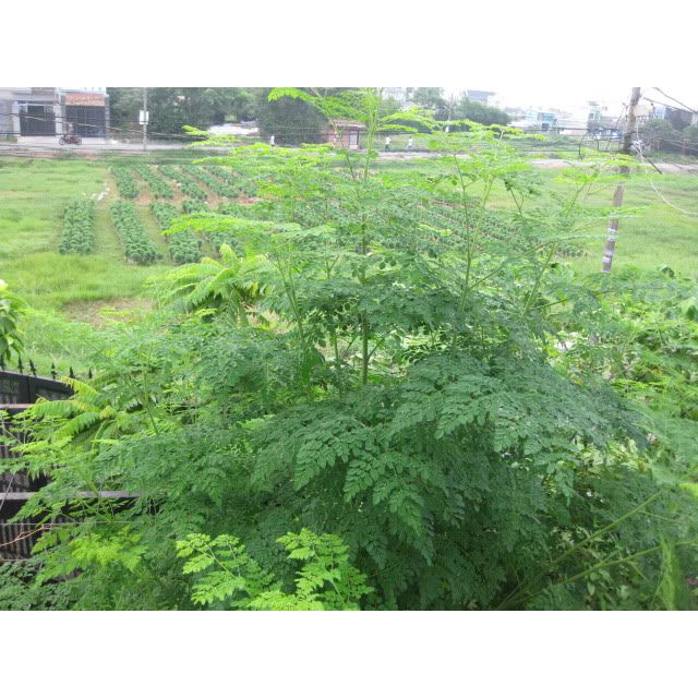 HẠT GIỐNG CHÙM NGÂY 30 HẠT
