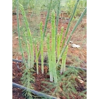 Gốc măng tây