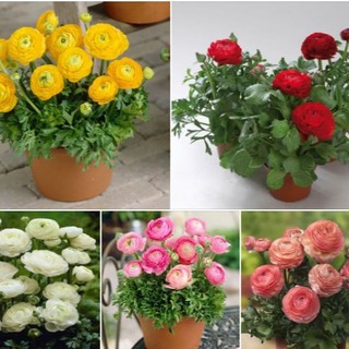 Combo 5 củ giống hoa mao lương mix màu( đỏ hồng cam trắng vàng : kèm 5 viên nén ươm củ )