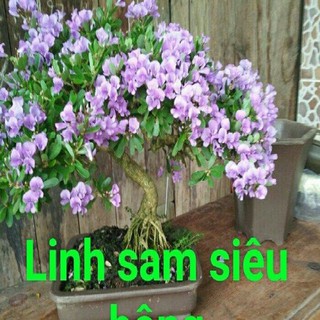 Cây Linh Sam ( sam núi) siêu bông- cây phôi