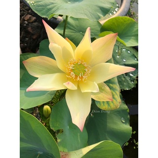 Củ sen vàng Golden Monkey