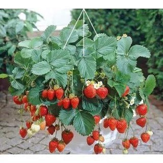 COMBO 5 GÓI HẠT GIỐNG DÂY TÂY ĐỎ NHẬT NGỌT SIÊU CHỊU NHIỆT