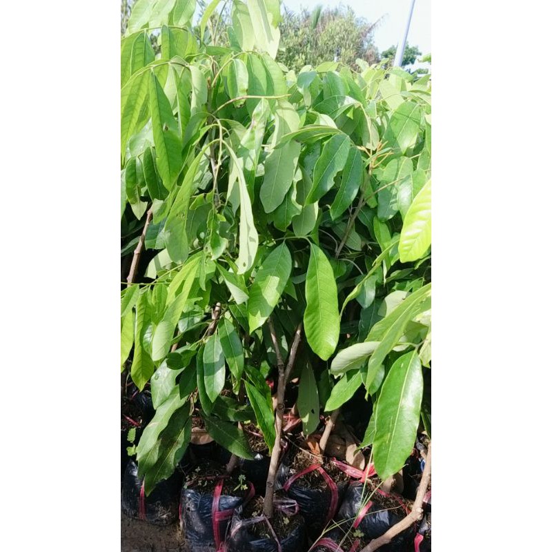 CÂY GIỐNG NHÃN THÁI IĐO