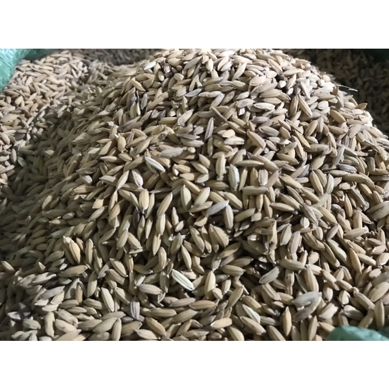 Freeship Tuấn Lúa Sạch gà đá và bồ câu giá 10.000đ/kg.