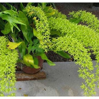 lan hoàng hậu khổng lồ