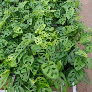 Cây trầu bà lổ