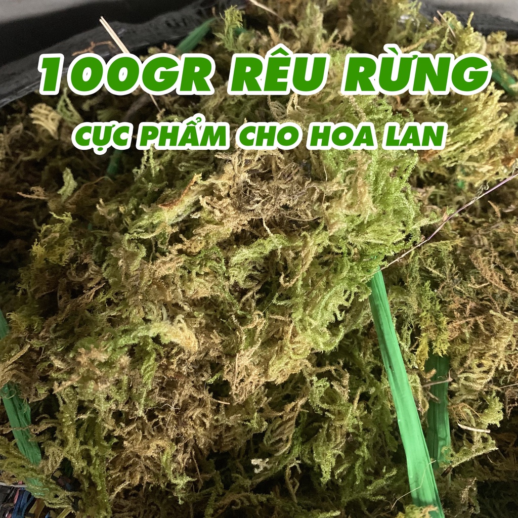 Rêu rừng trồng lan, Dớn trồng lan đã qua xử lý