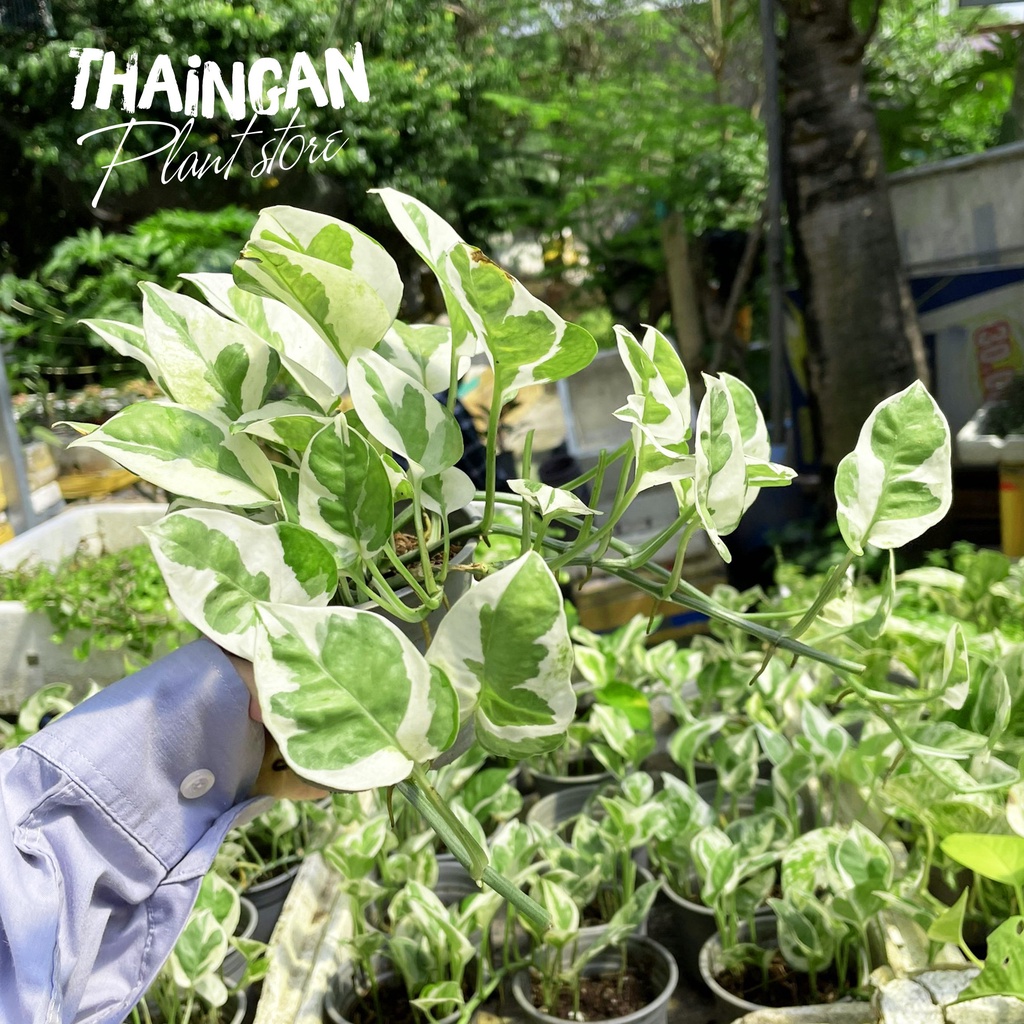 Trầu Bà Sữa - Vườn Ươm Thái Ngân