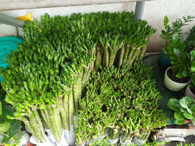 Phát Tài Thủy Sinh khúc 30 đến 40