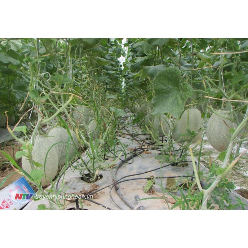 Hạt Giống Dưa Lưới Oval Xanh F1