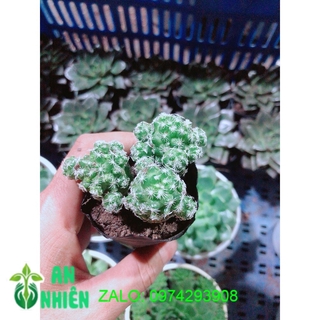 Xương Rồng Trứng Chim Kèm Chậu Sứ