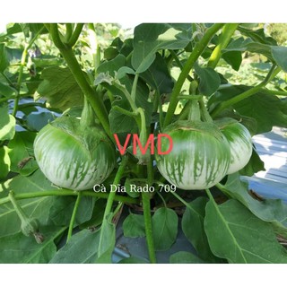 Hạt giống Cà Dĩa