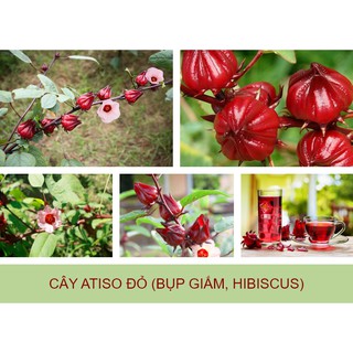 Hạt giống Bụp Giấm (Atiso Đỏ) gói 20 hạt