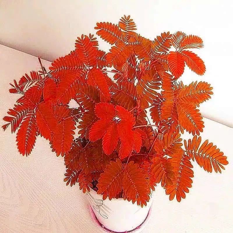 Bốn mùa trồng cây lạ dễ gieo hạt giống hoa ban công trồng chậu trong nhà 20h