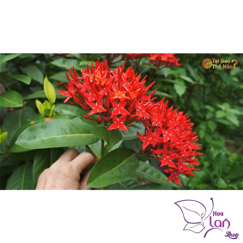 Mẫu Đơn Ta 🌲FREESHIP🌲 Đủ Màu