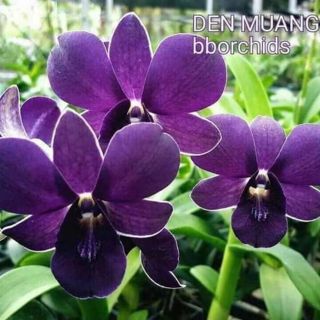 Lan denro nắng ngọc trai đen