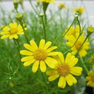 Giống hoa cúc sao băng dễ trồng