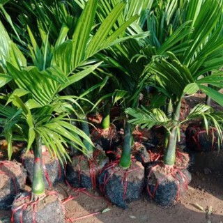 cây giống CAU TỨ QUÝ - Giống chuẩn F1