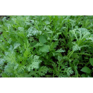 Hạt giống Cải cúc tẻ { gói 20gram }