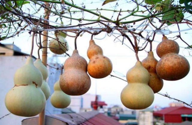 1 gói hạt giống bầu hồ lô
