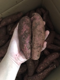 Combo khoai mật 10 kg