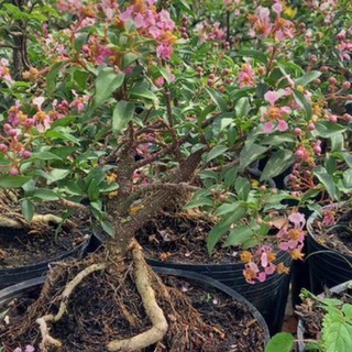 cây hồng ngọc mai | cây to như hình | cây cảnh đẹp