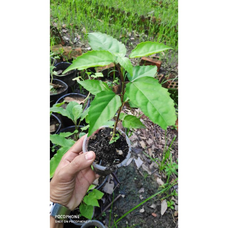 Cây vọng cách con trong bầu làm giống cây lá cách làm giống