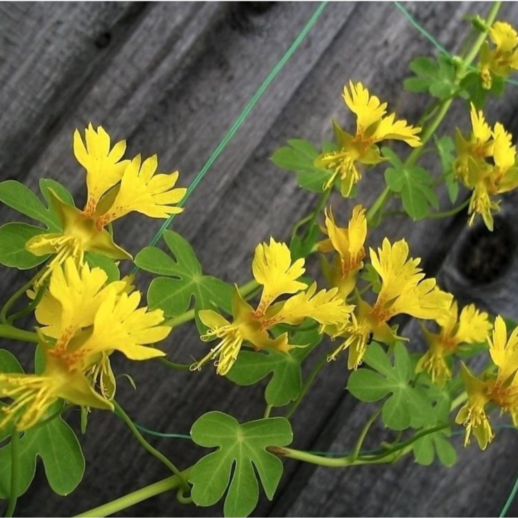 Hạt giống Hoa Cánh Phượng Leo - 4 Hạt ( tặng kèm thuốc kích mầm ra rễ)