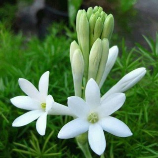 CỦ HOA GIỐNG HOA HUỆ TA TRẮNG THƠM (HOA DẠ LAI HƯƠNG)