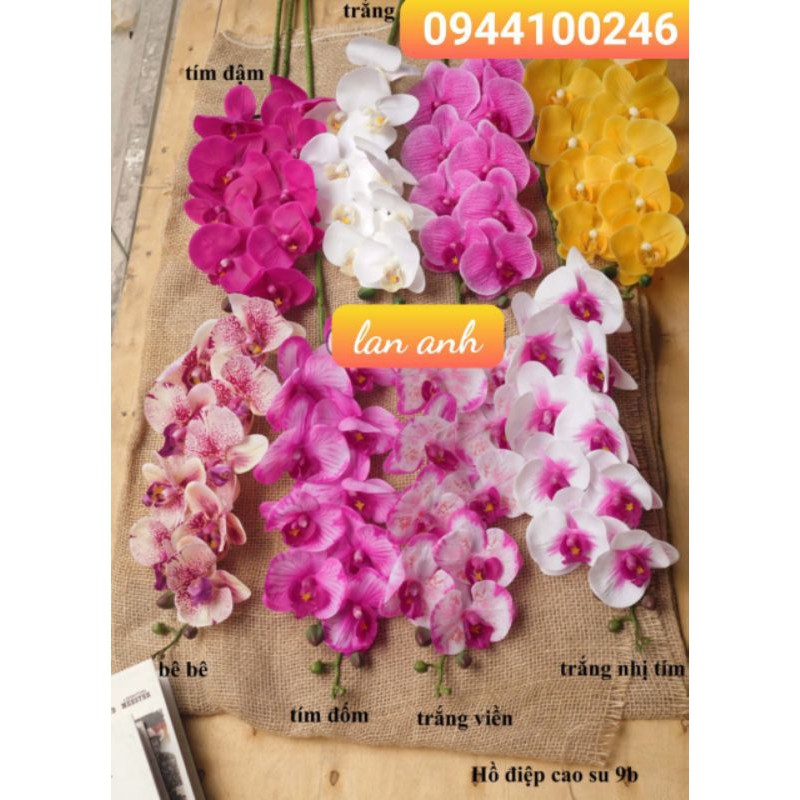 Lan cao su thân đốm 50k