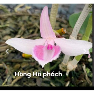 [Rẻ Vô Địch] Phi Điệp Hồng Hổ Phách(cây giống gieo hạt)