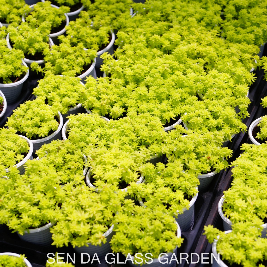 Sen đá sedum vàng bầu nhỏ 6cm,  GLASS GARDEN dễ trồng. Lỗi 1 đổi 1