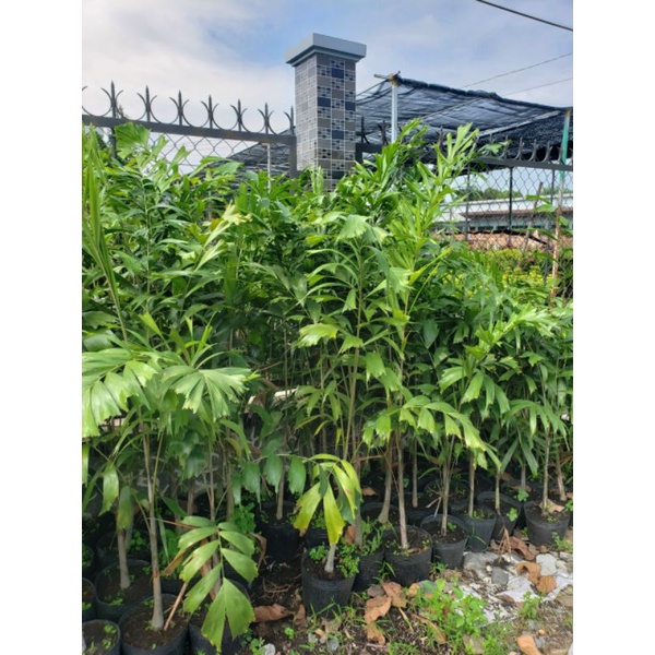 Cau đuôi chồn 1m7