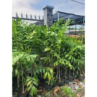 Cau đuôi chồn 1m7