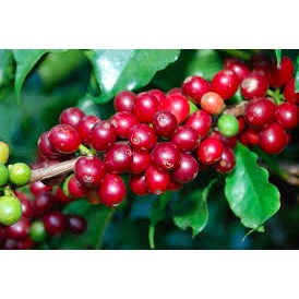 Cà phê Robusta - Cafe rang xay nguyên chất - cafe mộc 250G/gói - Dương cafe