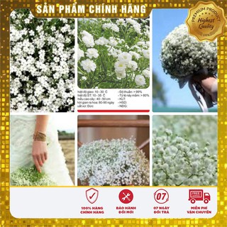 Hạt Giống Hoa Baby Trắng 50 hạt