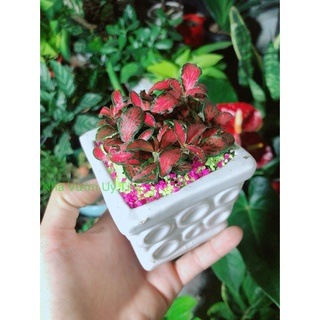 Chậu Cây Cẩm Nhung (lá may mắn) Màu Đỏ