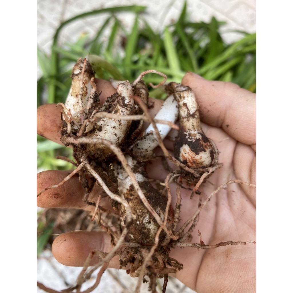 CỦ LAN HUỆ CAM DẠI CỰC KUTE  - 1 CỦ