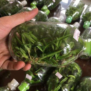 chai mô dendro chớp lại chớp
