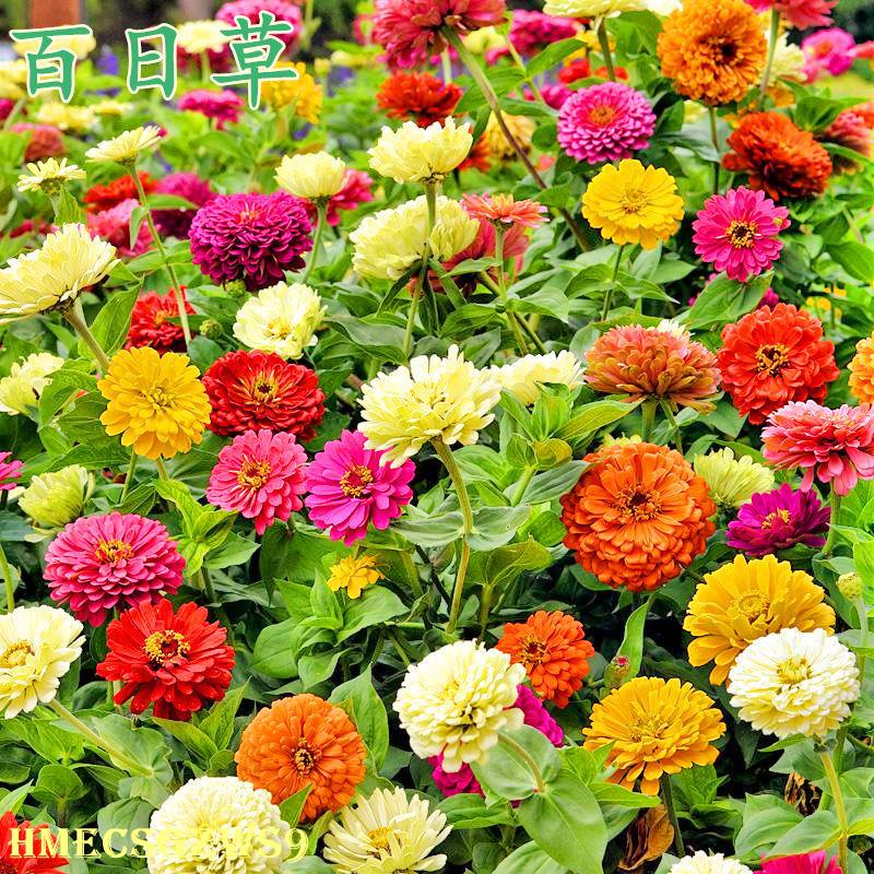 Hạt giống hoa cúc lá nhám bốn mùa bông kép 50h