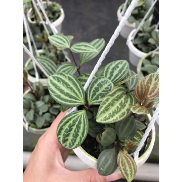 Cây Peperomia puteolata- bình an chậu nhỏ