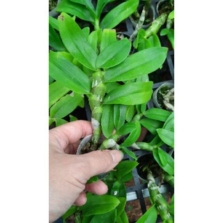 Hoa phong lan phi điệp lá mít gieo hạt