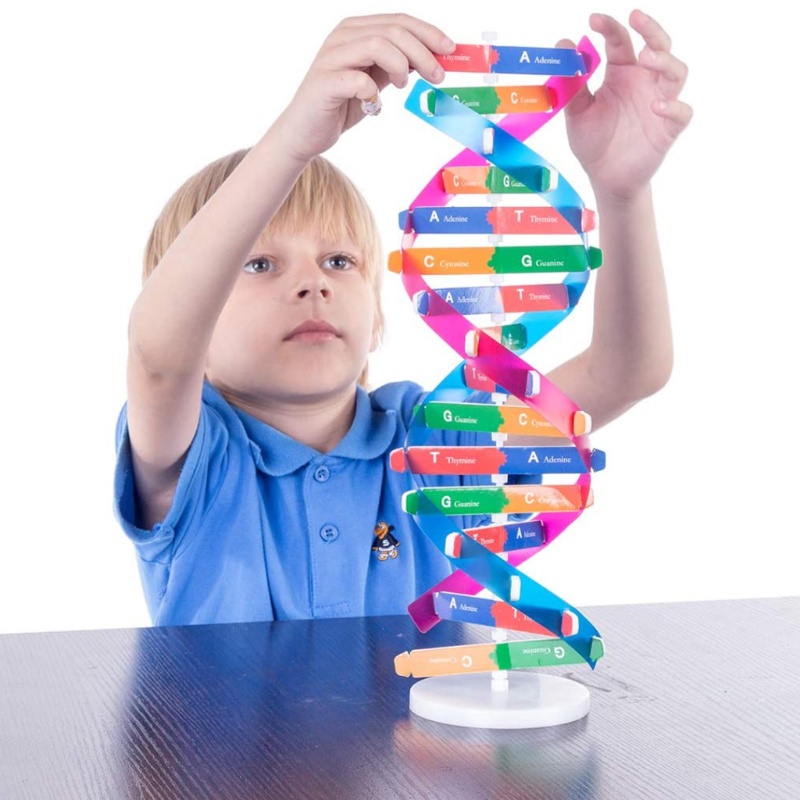 Bộ Đồ Chơi Lắp Ráp Mô Hình Thí Nghiệm Khoa Học dna 13in